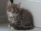 Chatonne Maine Coon LOOF à vendre