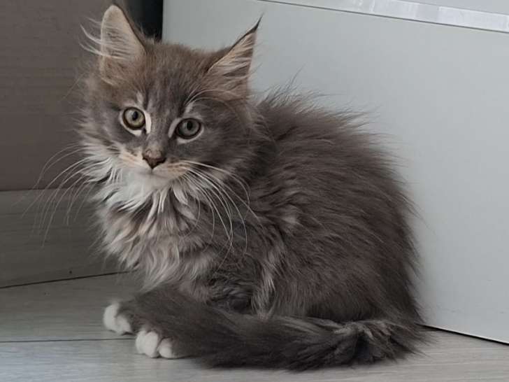 Chatonne Maine Coon LOOF à vendre