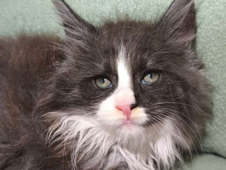 4 chatons Maine Coons LOOF de septembre 2025 à réserver