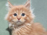 4 chatons Maine Coons LOOF de septembre 2025 à réserver