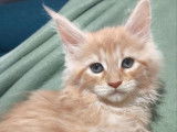 4 chatons Maine Coons LOOF de septembre 2025 à réserver