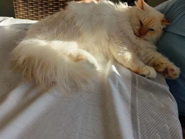 1 chaton Sacré de Birmanie mâle LOOF de mars 2025 à vendre