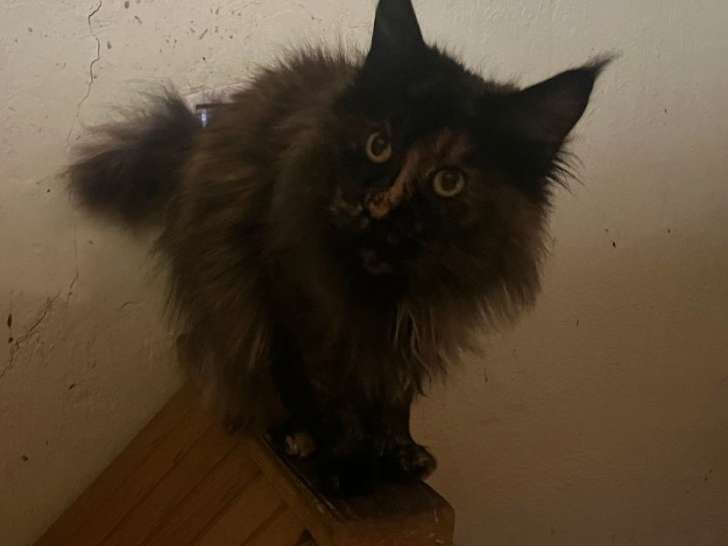 1 chatte Maine Coon de 7 ans à vendre