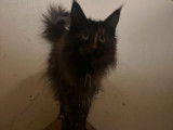 1 chatte Maine Coon de 7 ans à vendre