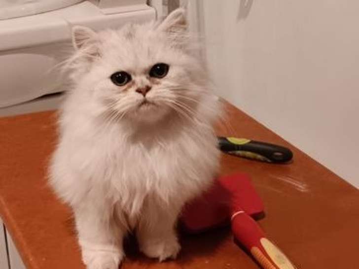 3 chatons Persans Chinchilla mâles non-LOOF de juillet 2025 à vendre