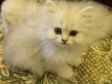 3 chatons Persans Chinchilla mâles non-LOOF de juillet 2025 à vendre