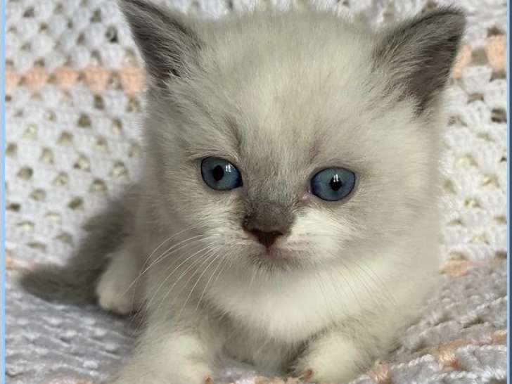 Chatons Scottish Fold / Straight LOOF de novembre 2025 à réserver