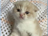 Chatons Scottish Fold / Straight LOOF de novembre 2025 à réserver