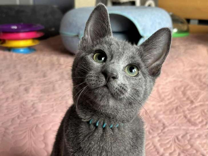 Chaton Bleu Russe à vendre