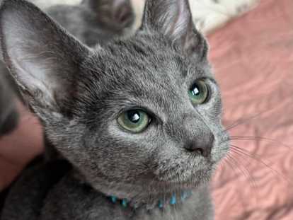 Chaton Bleu Russe &agrave; vendre