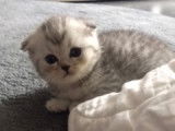 Chaton scottish fold 4 semaine