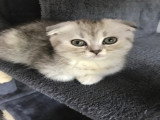 Magnifique femelle scottish fold disponible