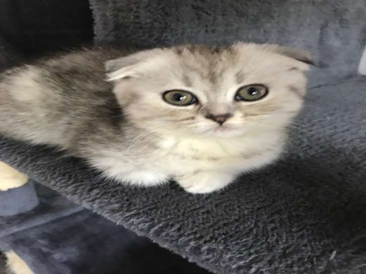 Magnifique femelle scottish fold disponible