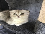 Magnifique femelle scottish fold disponible