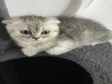Magnifique femelle scottish fold disponible