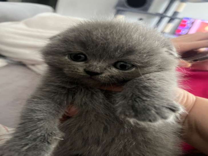 Magnifique mâle scottish fold.