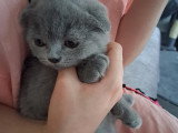 Magnifique mâle scottish fold.