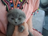 Magnifique mâle scottish fold.