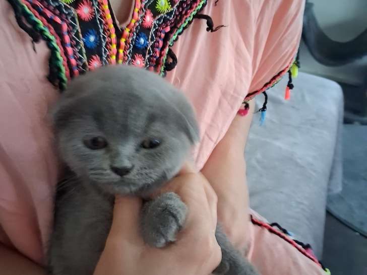 Magnifique mâle scottish fold.