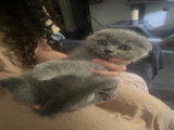 Magnifique mâle scottish fold.