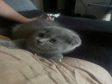 Magnifique mâle scottish fold.