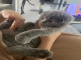 Magnifique mâle scottish fold.