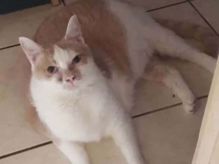 À adopter : chat de 4 ans