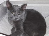 Disponible à l'adoption : chaton mâle Bleu Russe de 6 mois