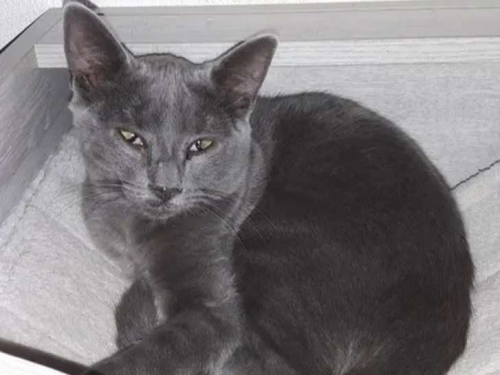 Disponible à l'adoption : chaton mâle Bleu Russe de 6 mois