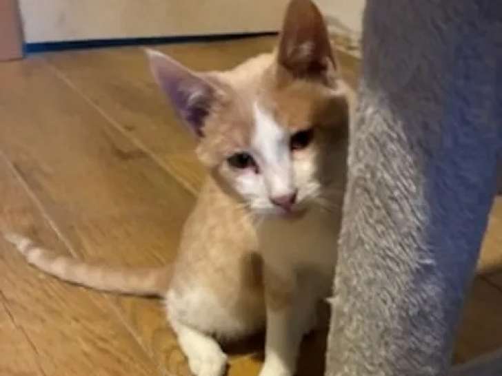 En attente d'adoption : chaton mâle marron et blanc