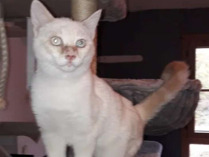 Prêt pour l’adoption : chaton mâle de 6 mois