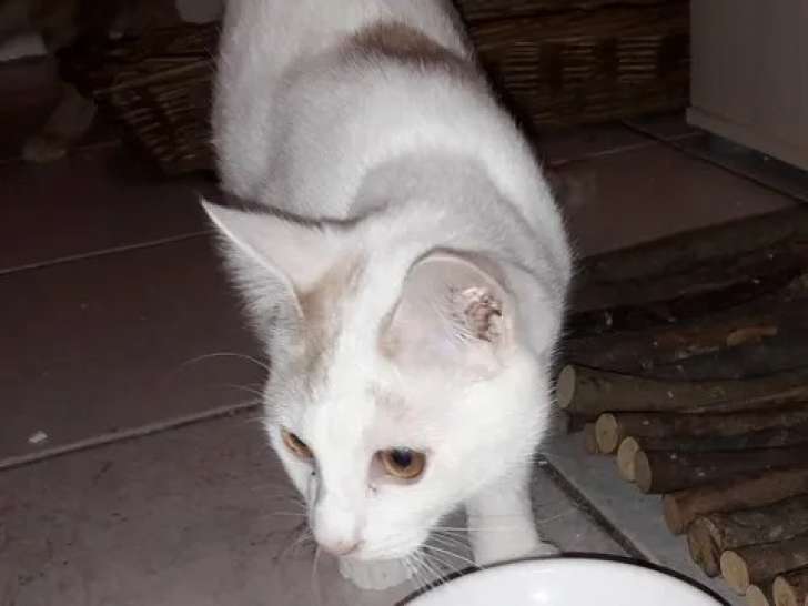 En attente d'une famille : chaton mâle âgé de 6 mois