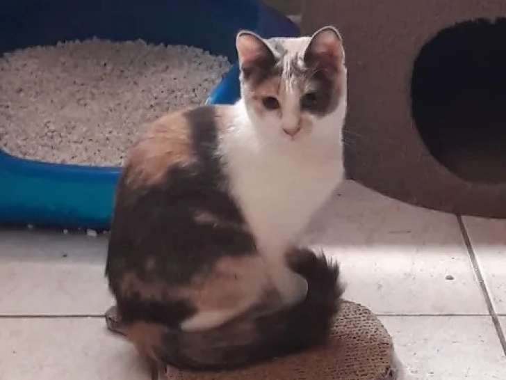 À accueillir : chatonne de 6 mois