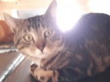 Adoption disponible : chat au pelage tigré