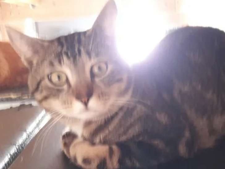 Adoption disponible : chat au pelage tigré