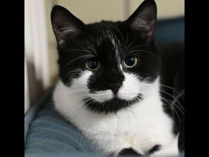 Chaton mâle de 6 mois disponible à l'adoption