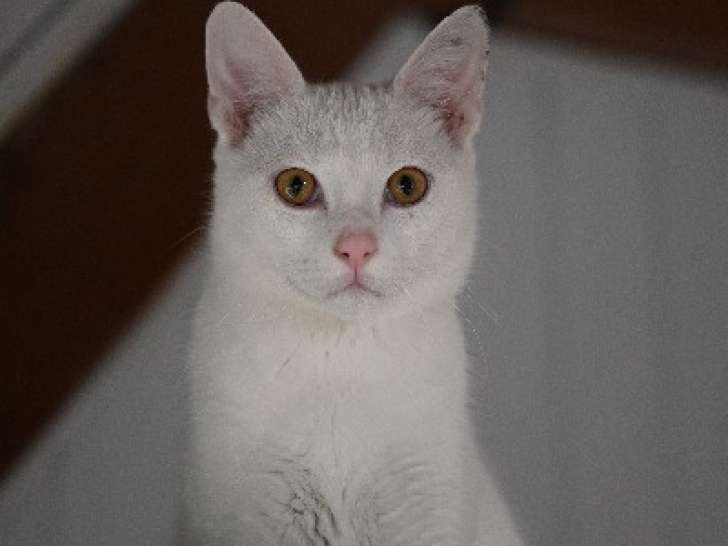 Chat au pelage blanc en attente d'adoption