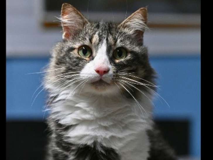 Chat tigré blanc prêt pour l'adoption