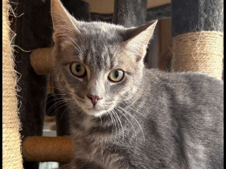 Chaton mâle gris et blanc en attente d’un foyer