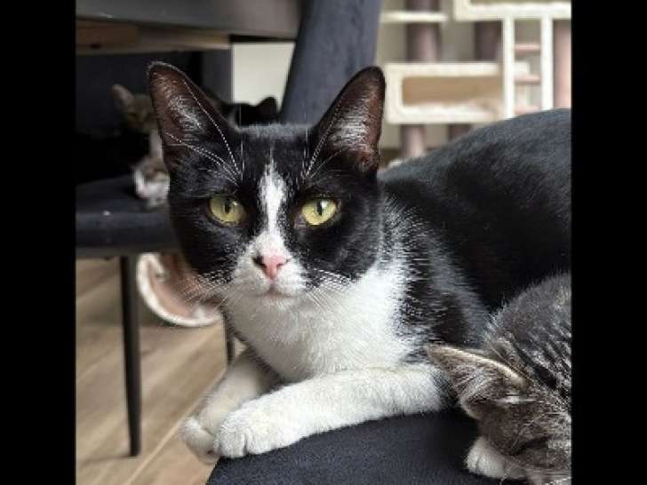 Chatte d'un an à accueillir