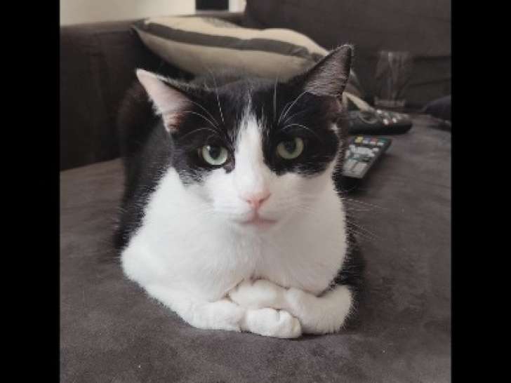 Chat âgé de 4 ans en quête d'un foyer