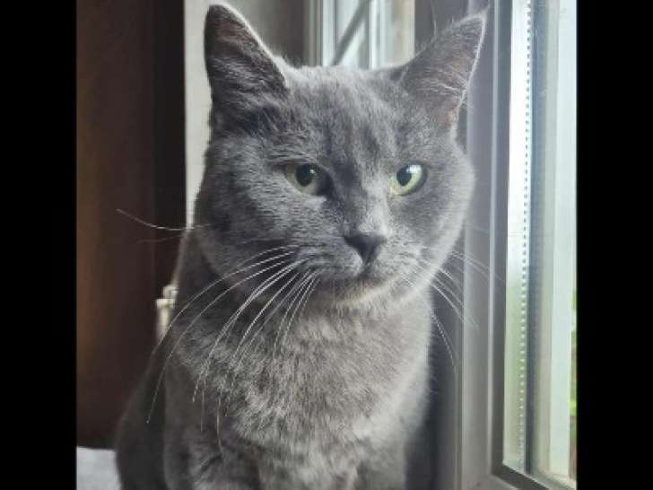 Adoption disponible : chatte grise