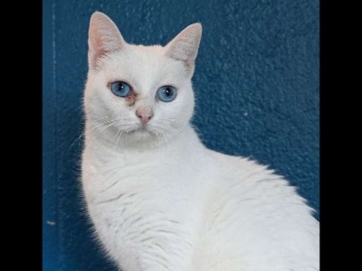 Chatte blanche à la recherche d'une famille