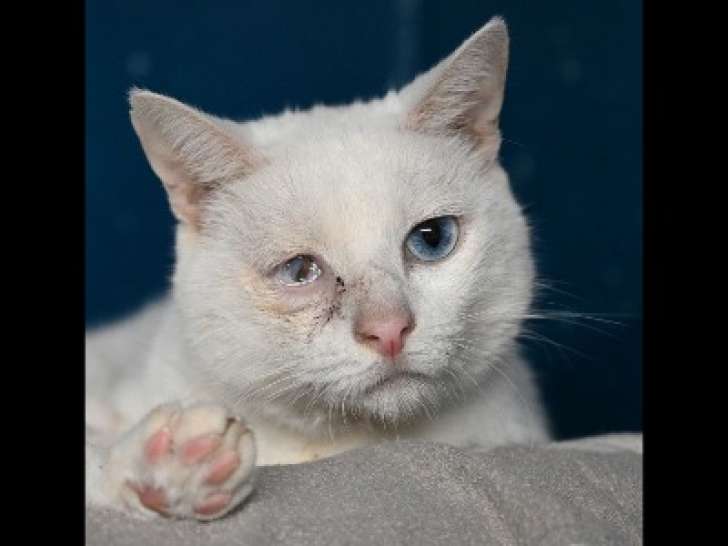 À adopter, chat âgé de 5 ans