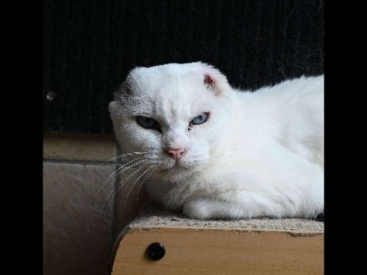 Disponible à l’adoption, chatte de 13 ans