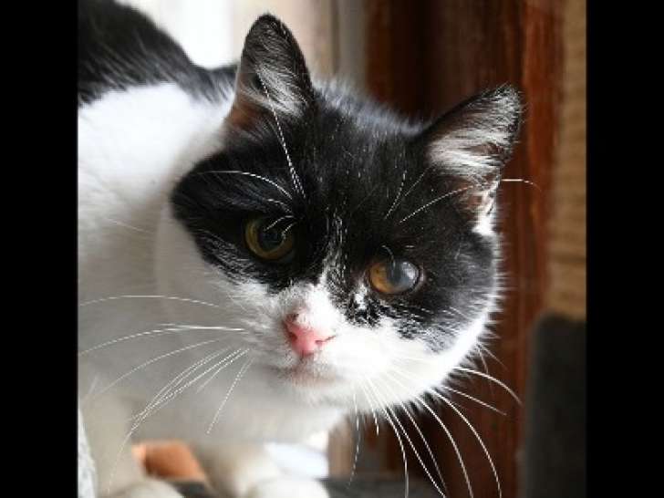 En attente d'adoption, chatte de couleur noire et blanche