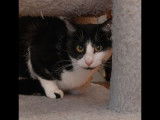 Prête pour l'adoption, chatte noire et blanche