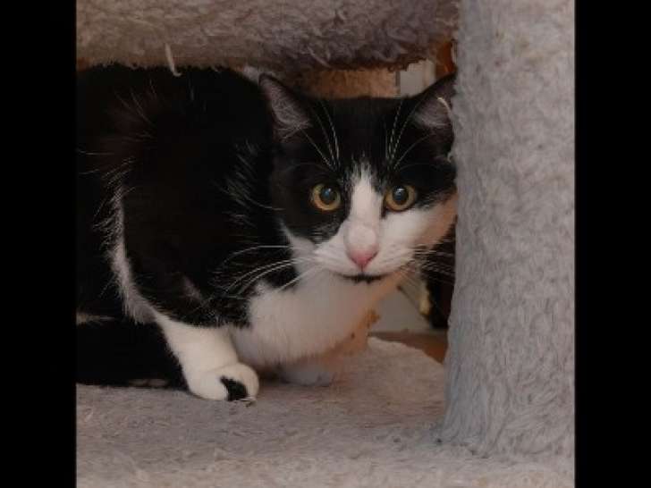 Prête pour l'adoption, chatte noire et blanche