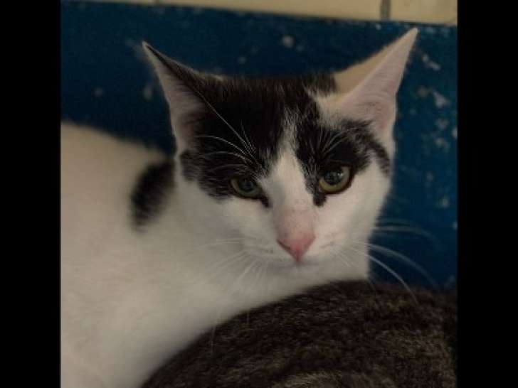 En attente d’un foyer, chaton mâle noir et blanc