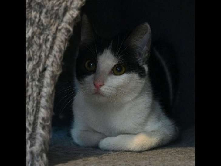 À accueillir, chatonne de 6 mois